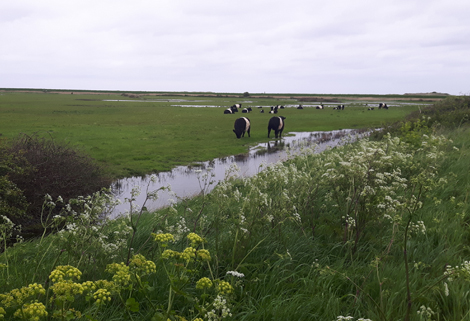 Coastal and Floodplain Grazing Marshes